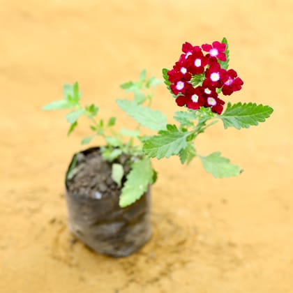 Verbena (any colour) in 4 Inch Nursery Bag