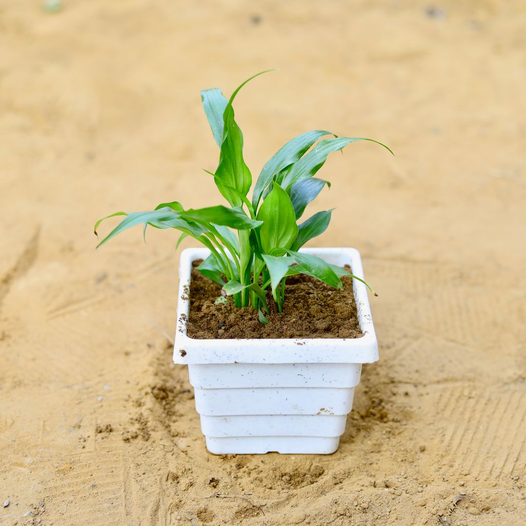 Peace Lily in 4 Inch White Marble Premium Orchid Square Plastic Pot