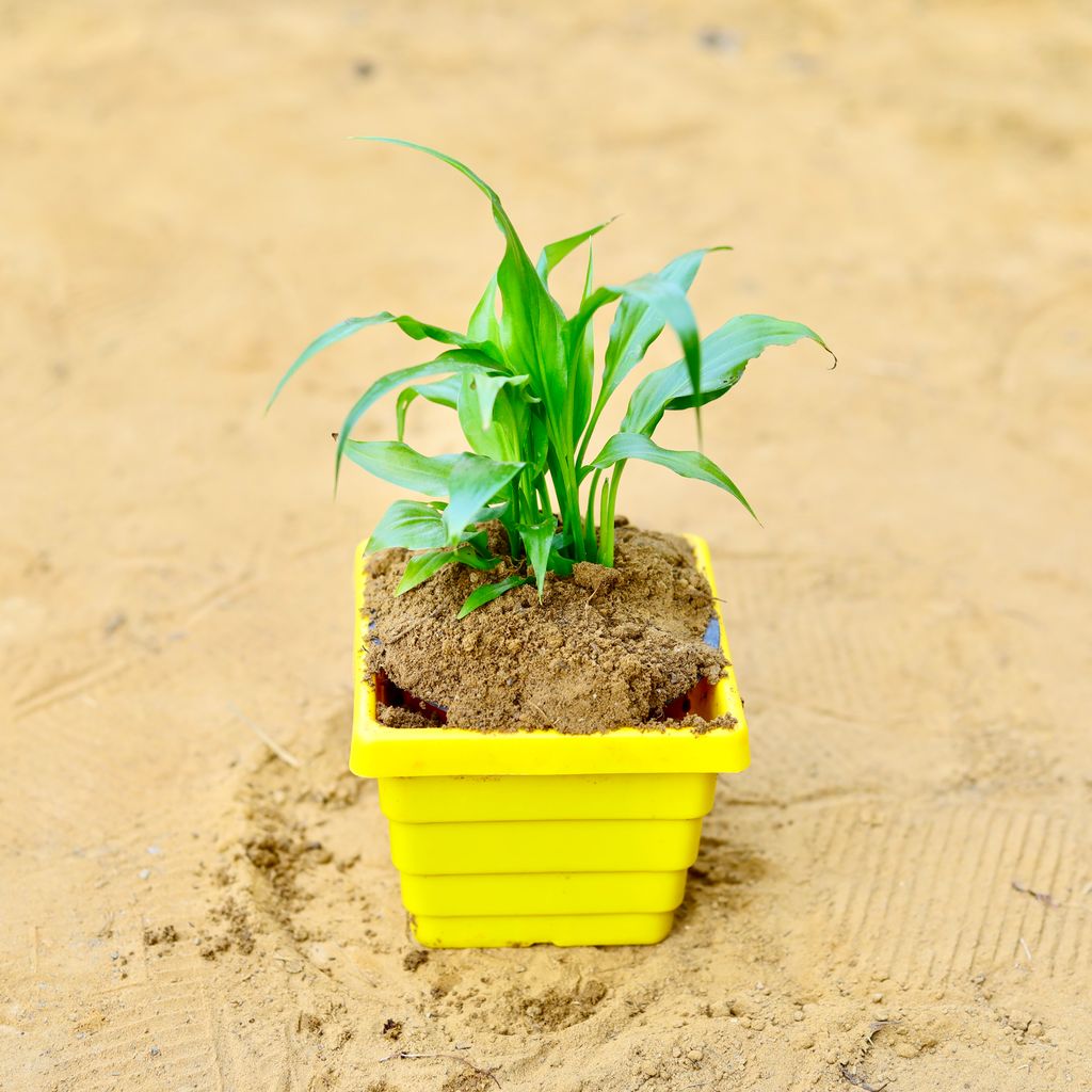 Peace Lily in 4 Inch Yellow Premium Orchid Square Plastic Pot