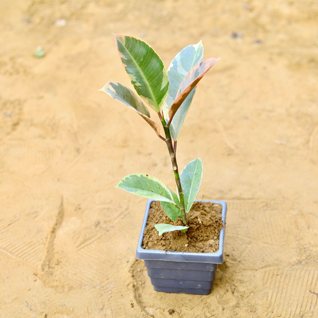 Rubber Variegated in 4 Inch Grey Premium Orchid Square Plastic Pot