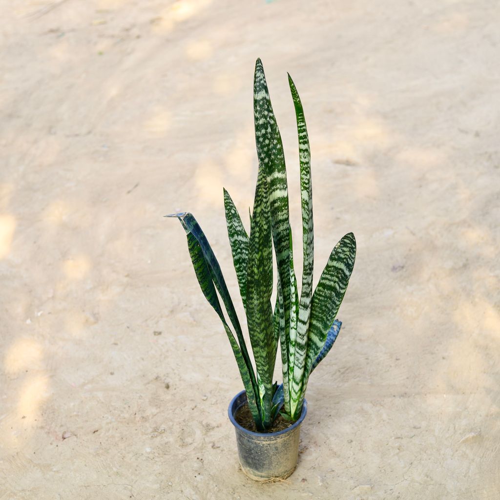 Snake in 6 Inch Nursery Pot