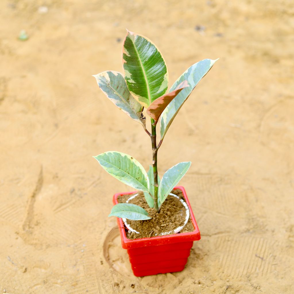 Rubber Variegated in 4 Inch Red Premium Orchid Square Plastic Pot