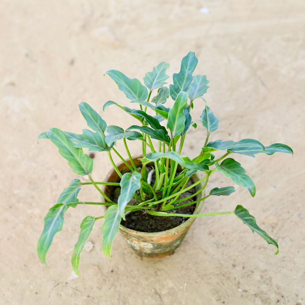 Xanadu Green in 4 Inch Nursery Pot