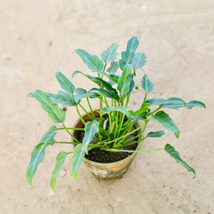 Buy Xanadu Green in 4 Inch Nursery Pot Online | Urvann.com