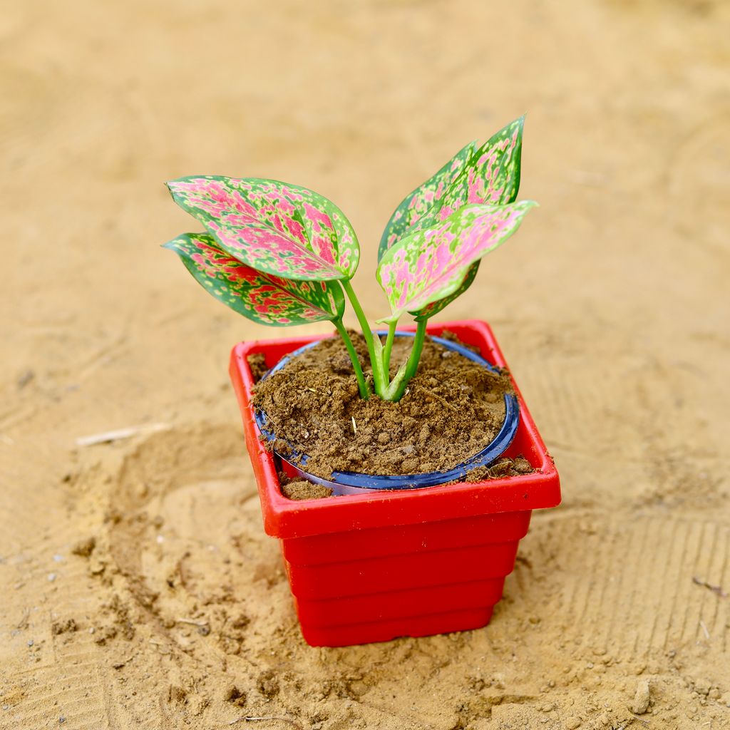 Aglaonema Pink in 4 Inch Red Premium Orchid Square Plastic Pot