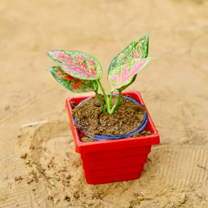 Buy Aglaonema Pink in 4 Inch Red Premium Orchid Square Plastic Pot Online | Urvann.com