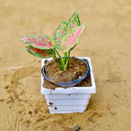 Buy Aglaonema Pink in 4 Inch White Marble Premium Orchid Square Plastic Pot Online | Urvann.com