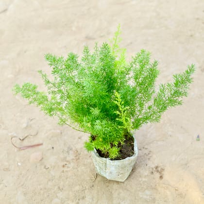 Buy Asparagus Mary in 4 Inch Nursery bag Online | Urvann.com