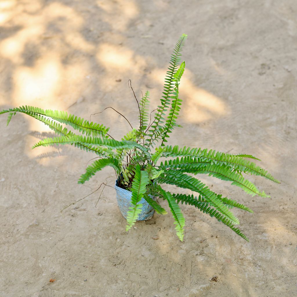 Fern in 4 Inch Nursery Bag