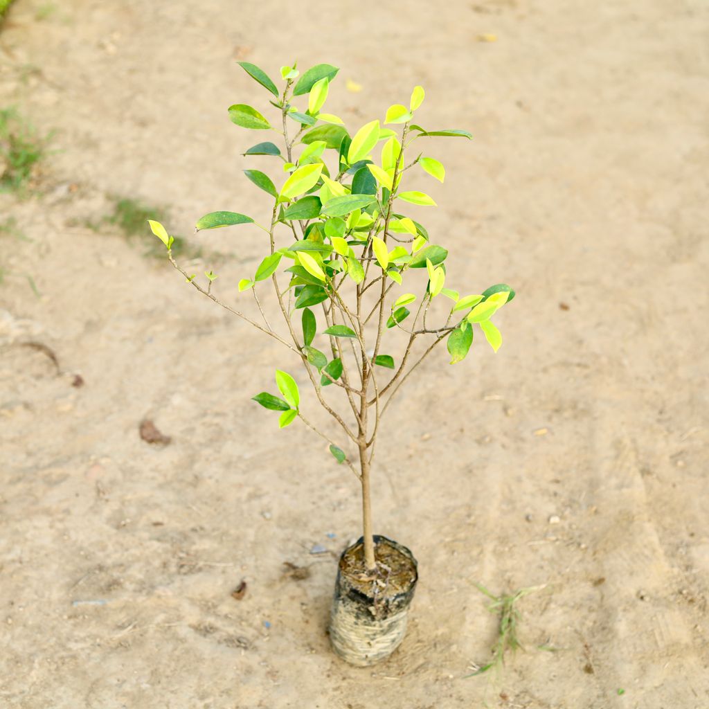 Ficus Panda in 8 Inch Nursery Bag