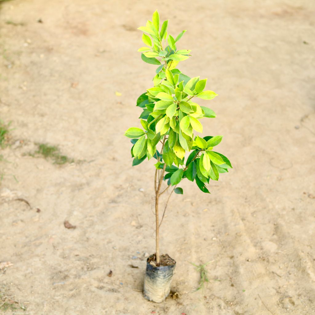 Ficus Panda in 7 Inch Nursery Bag