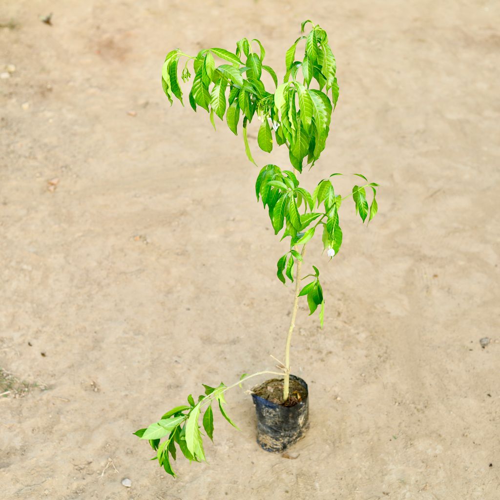 Hibiscus / Gudhal (Any Colour) in 7 Inch Nursery Bag