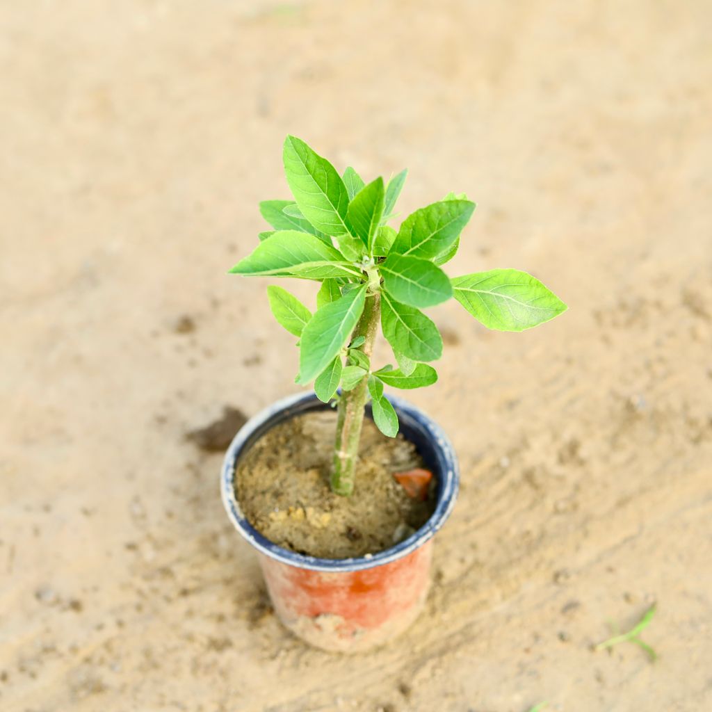 Insulin in 5 Inch Nursery Pot