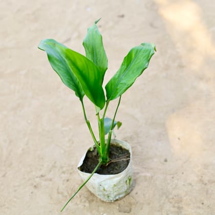 Buy Peace Lily in 4 Inch Nursery bag Online | Urvann.com