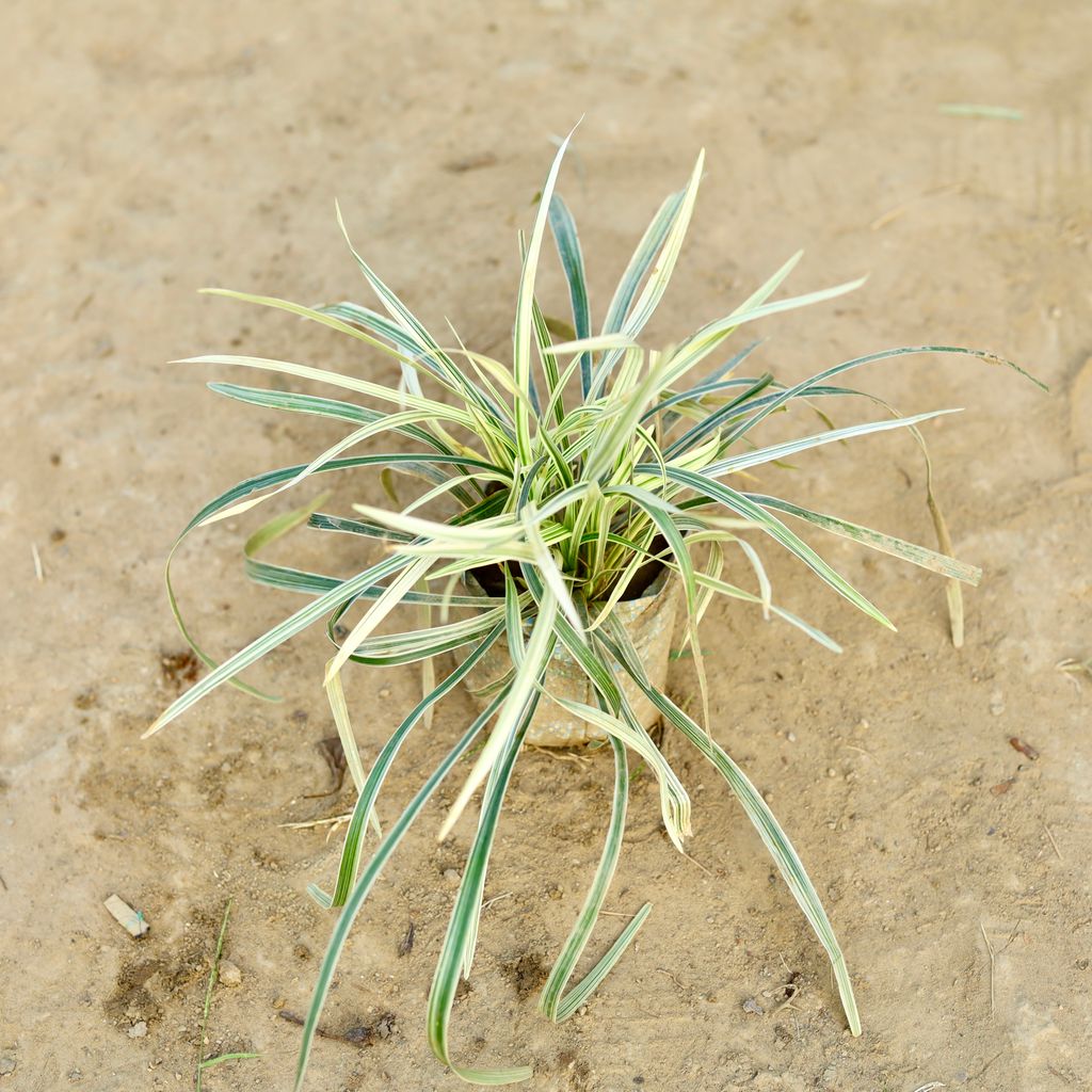 Ribbon Grass in 4 Inch Nursery Bag