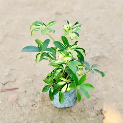 Buy Schefflera in 4 Inch Nursery bag Online | Urvann.com