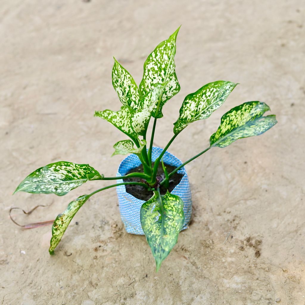 Aglaonema Snow White in 4 Inch Nursery Bag