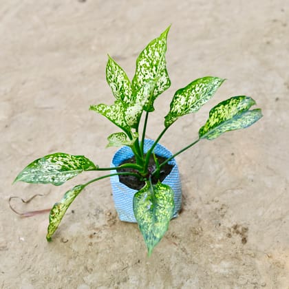 Buy Aglaonema Snow White in 4 Inch Nursery bag Online | Urvann.com