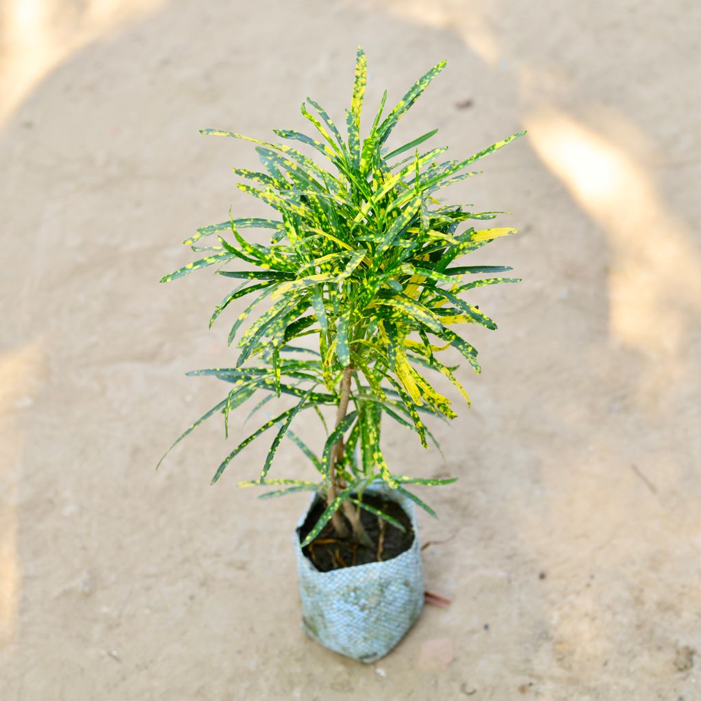 Baby Croton in 4 Inch Nursery Bag