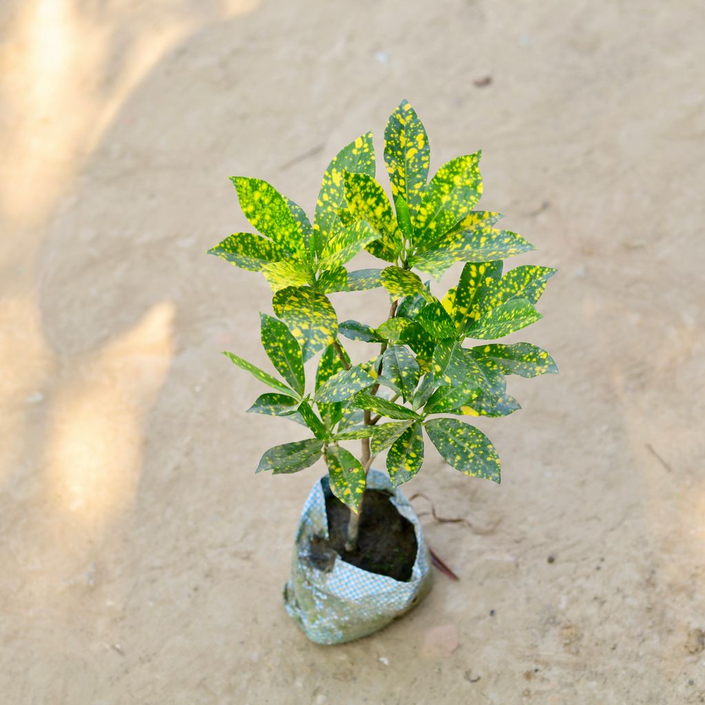 Baby Croton in 4 Inch Nursery Bag