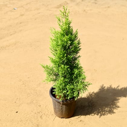 Buy Cypress Golden in 8 Inch Nursery Pot Online | Urvann.com