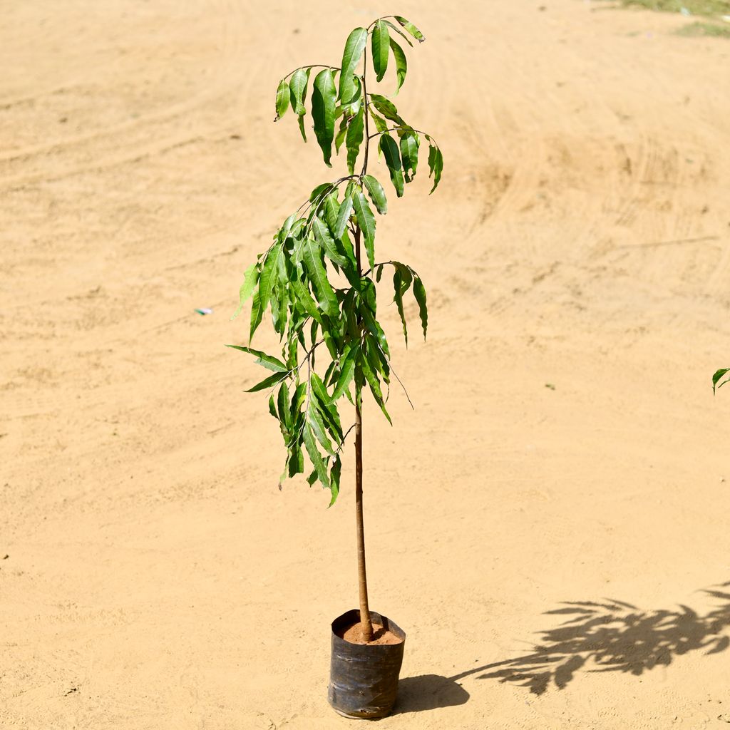 Ashoka Pendula / Monoon Longifolium in 6 Inch Nursery Bag