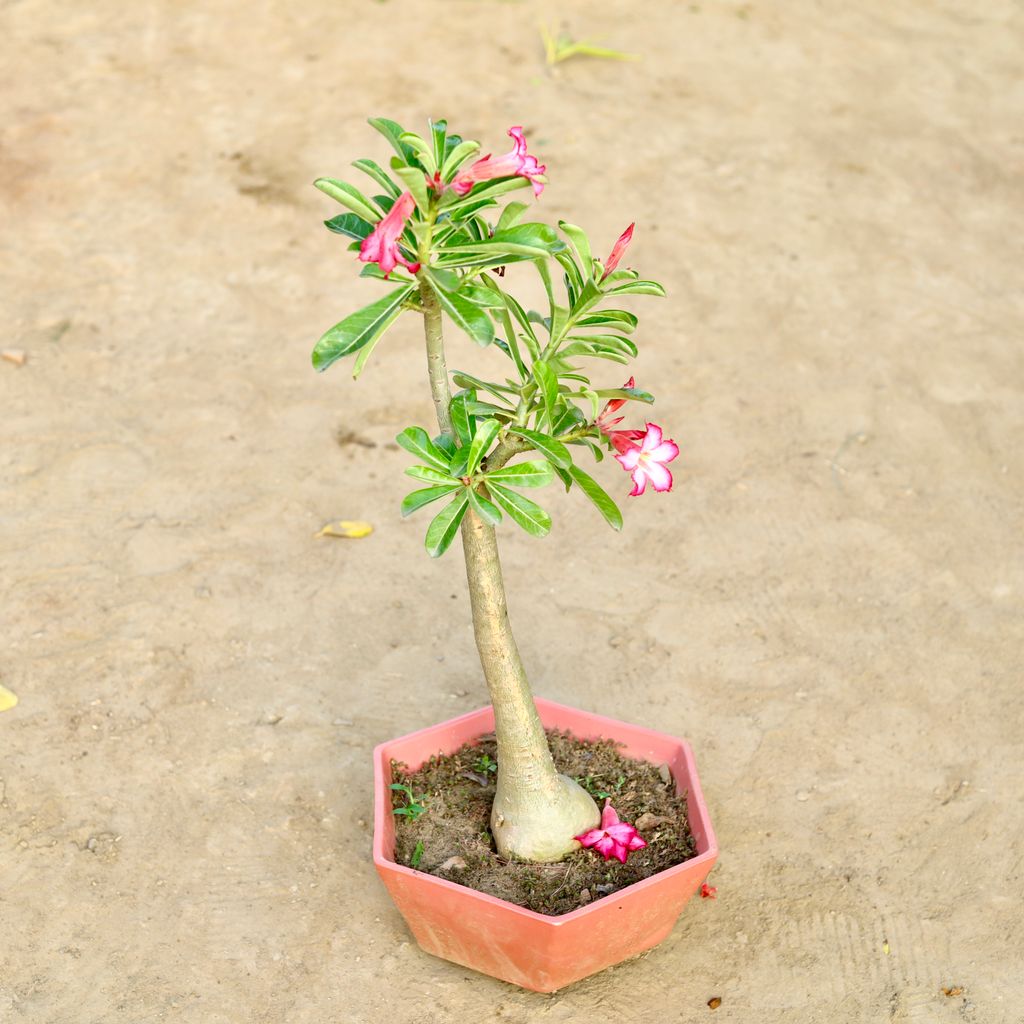 Adenium (Any Colour) in 10 Inch Classy Hexagonal Ceramic Pot (Any Colour)