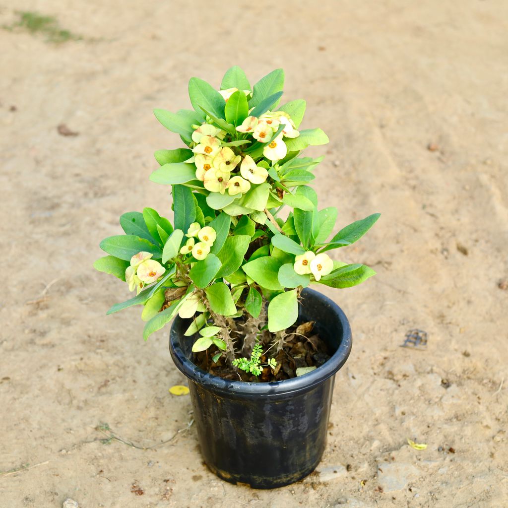 Euphorbia Mili (Any Colour) in 10 Inch Nursery Pot