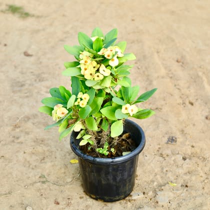 Buy Euphorbia Mili (Any Colour) in 10 Inch Nursery Pot Online | Urvann.com