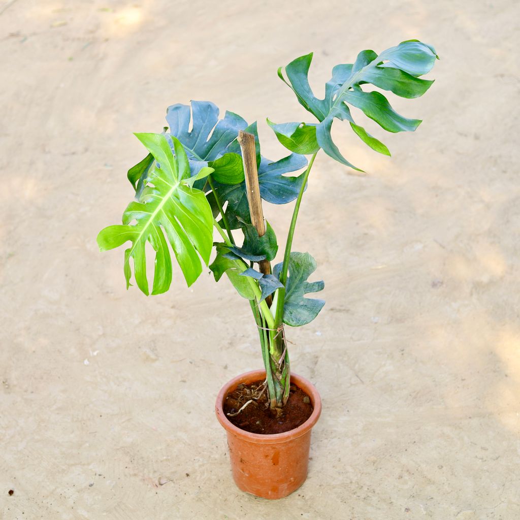 Monstera Deliciosa in 6 Inch Nursery Pot