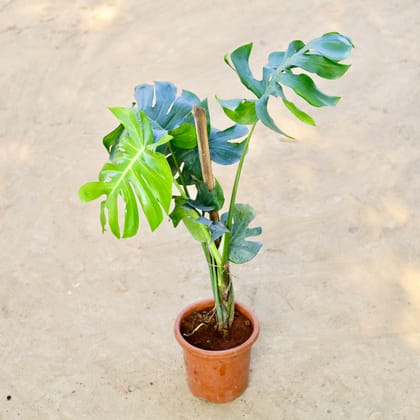 Buy Monstera Deliciosa in 6 Inch Nursery Pot Online | Urvann.com