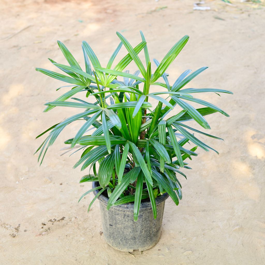 Raphis / Rhaphis Palm in 10 Inch Nursery Pot