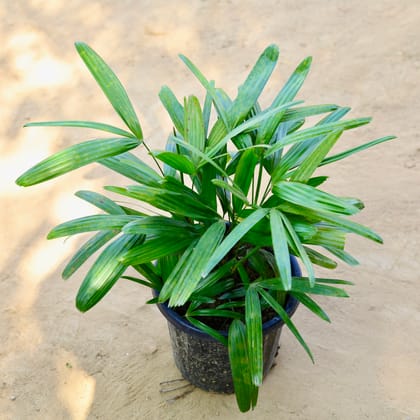 Buy Rhaphis Palm in 10 Inch Nursery bag Online | Urvann.com