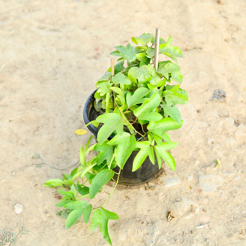 Rakhi Bel in 8 Inch Nursery Pot