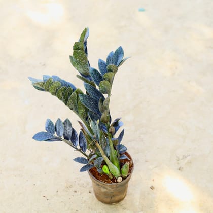 Buy Zz Black in 6 Inch Nursery Pot Online | Urvann.com