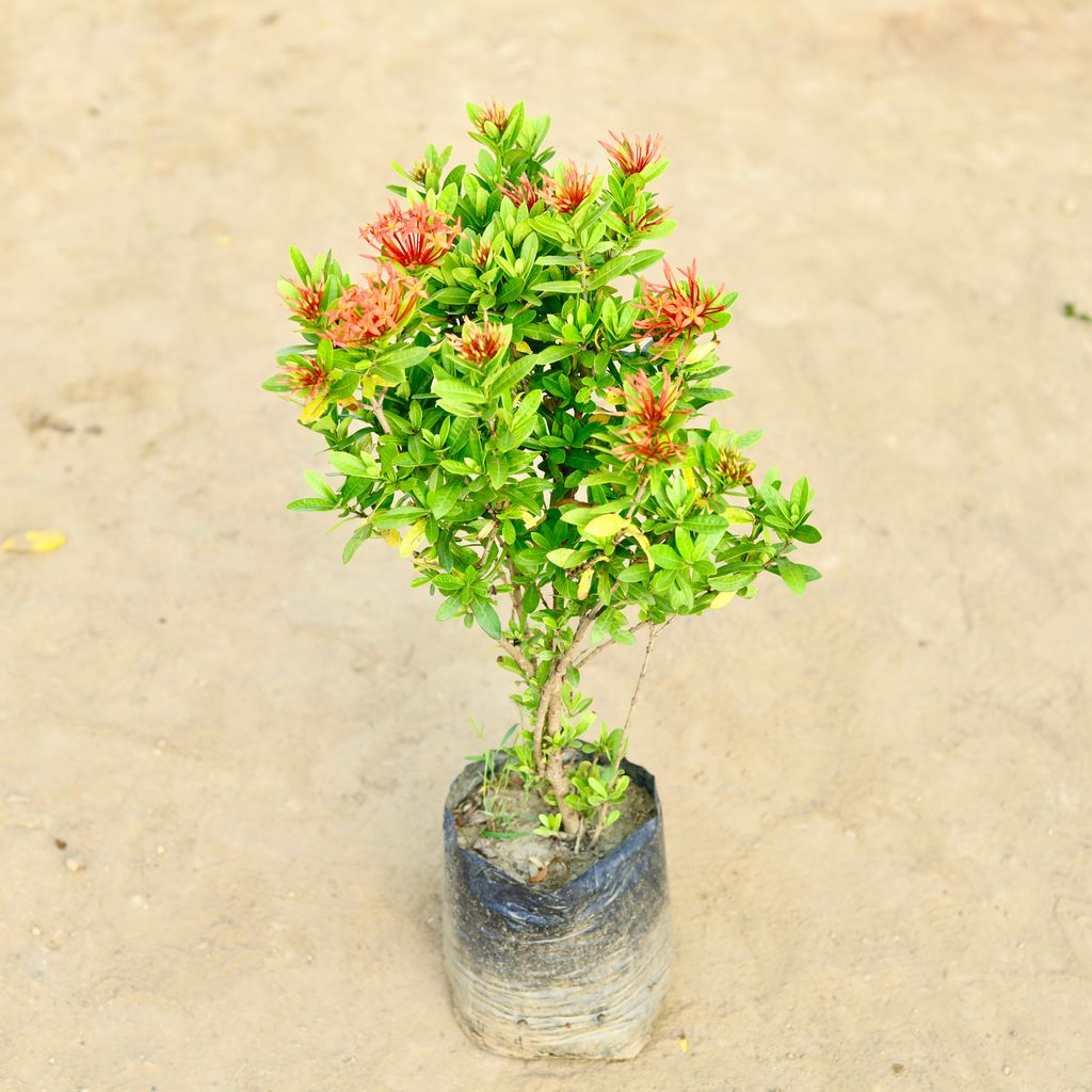 Ixora (Any Colour) in 10 Inch Nursery Pot