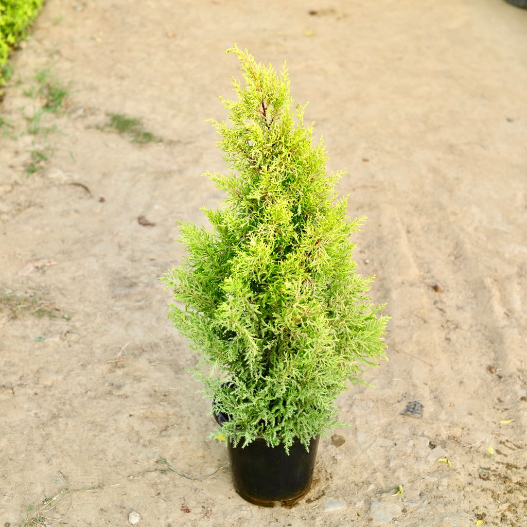 Cypress in 6 Inch Nursery Pot