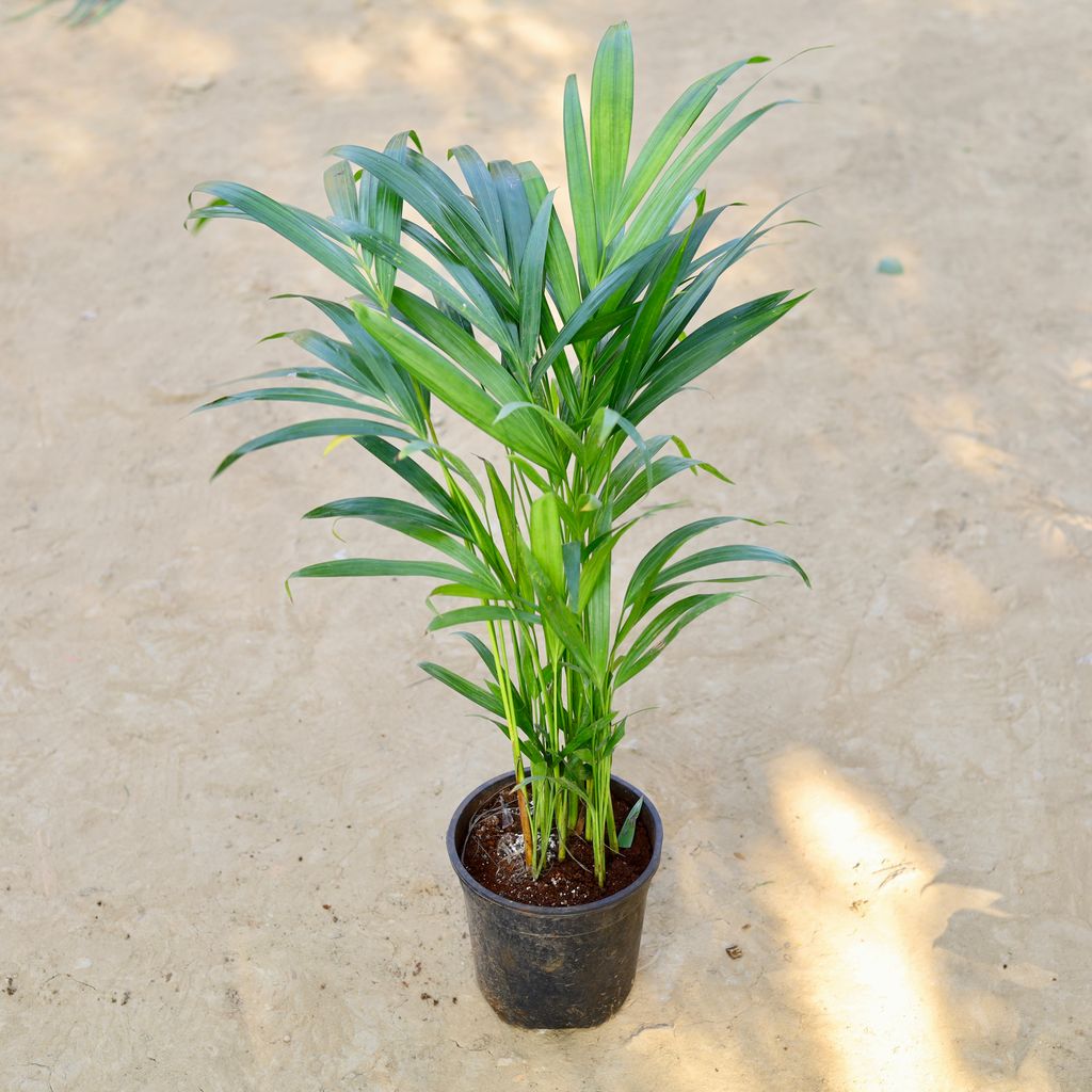 Areca Palm in 6 Inch Nursery Pot