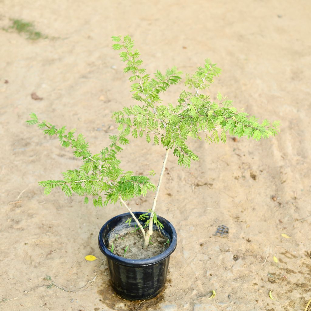 Shami in 8 Inch Nursery Pot