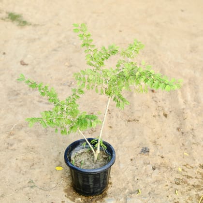 Buy Shami in 8 Inch Nursery Pot Online | Urvann.com