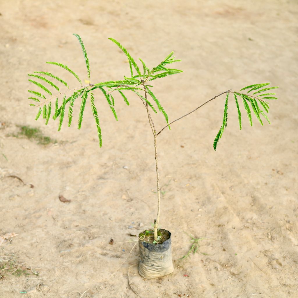 Amla / Indian Gooseberry (~ 2 Ft) in 7 Inch Nursery Bag