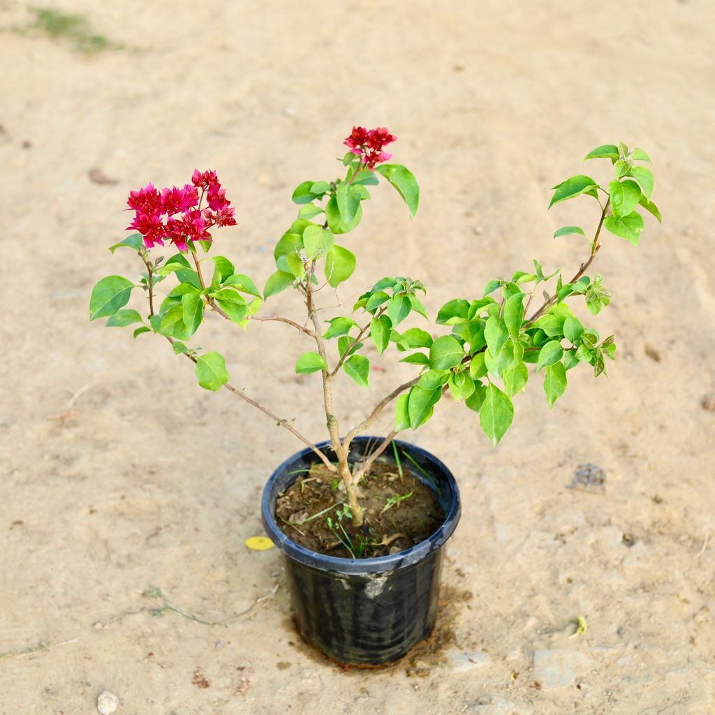 Bougainvillea (Any Colour) in 8 Inch Nursery Pot