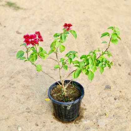 Buy Bougainvillea (Any Colour) in 8 Inch Nursery Pot Online | Urvann.com