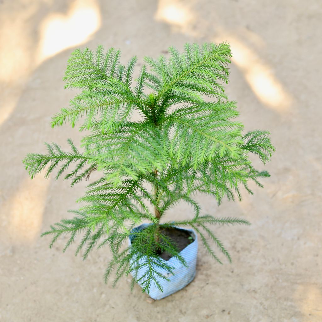 Araucaria / Christmas Tree in 4 Inch Nursery Bag