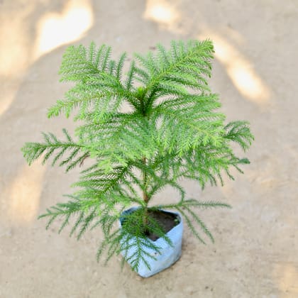 Buy Araucaria / Christmas Tree in 4 Inch Nursery bag Online | Urvann.com