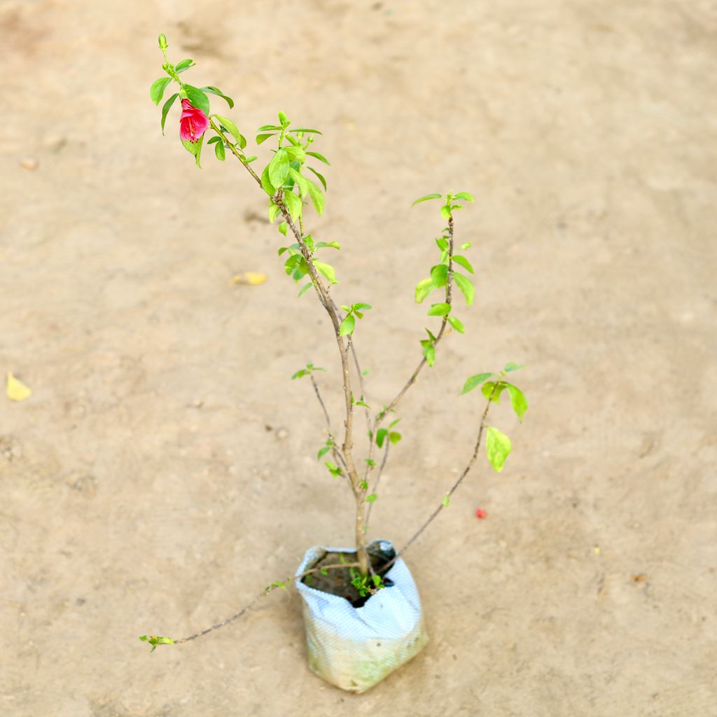 Hibiscus / Gudhal (Any Colour) in 10 Inch Nursery Pot