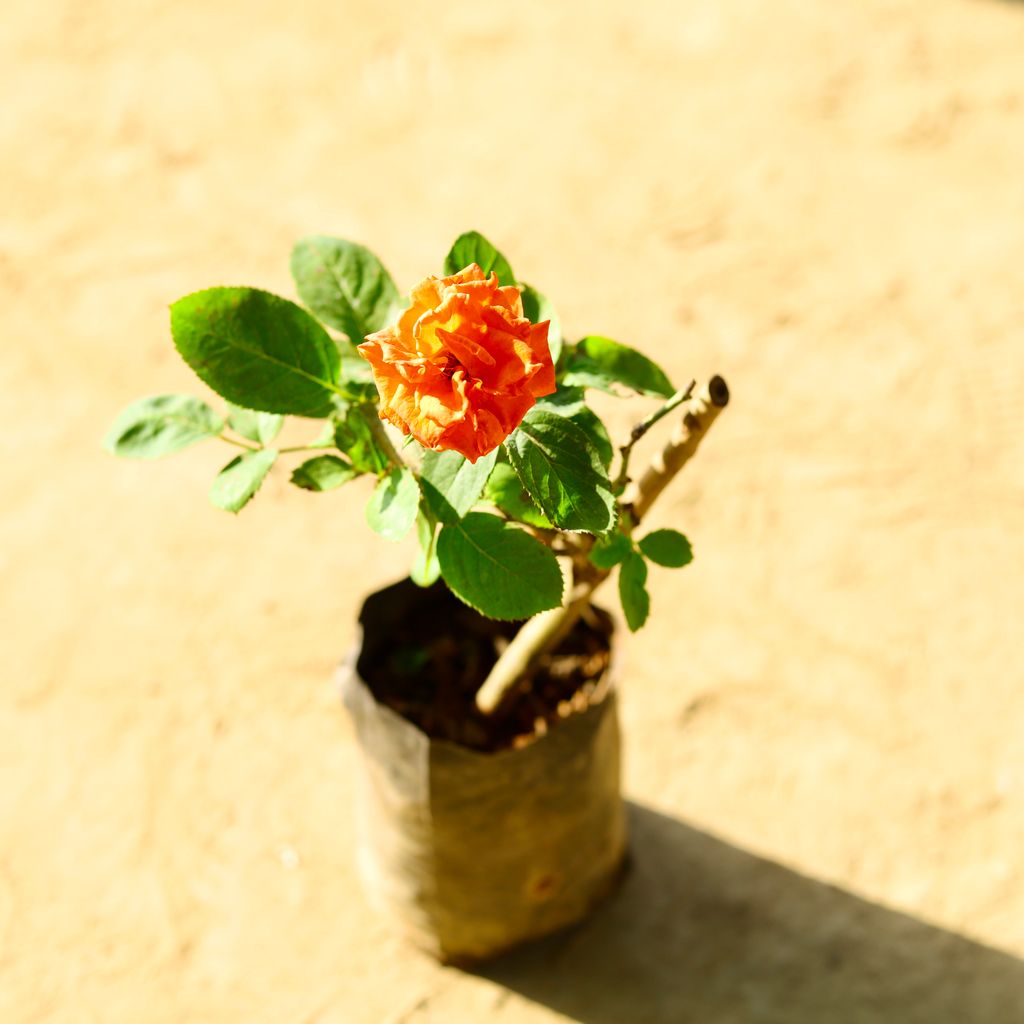 Rose (Any Colour) in 7 Inch Nursery Bag