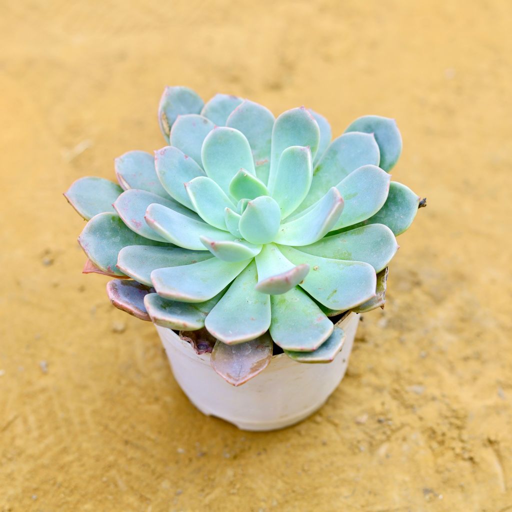 Echeveria Elegans Succulent in 3 Inch Nursery Pot