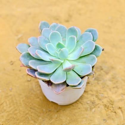 Echeveria Elegans Succulent in 3 Inch Nursery Pot