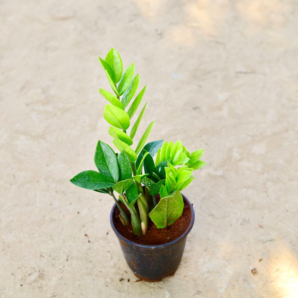 Zz Green in 6 Inch Nursery Pot